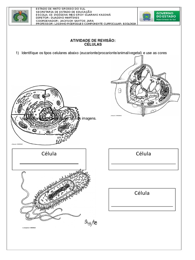 Atividade sobre Células Eucariontes e Procariontes | PDF | Célula ...