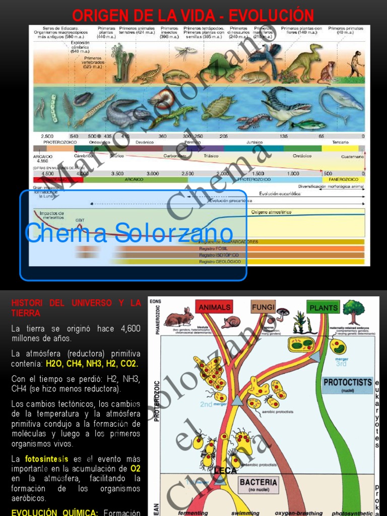Origen de La Vida - Evolución | PDF | Evolución | Seleccion natural