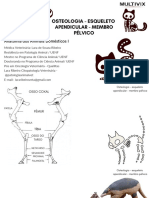 2023518_114153_Aula 6 Anatomia - Esqueleto Apendicular Pélvico