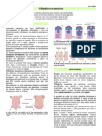 Apg 18 - Glandulas Mamarias