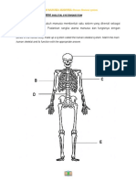 Sistem Rangka Manusia Human Skeletal System