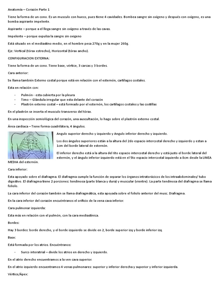 Anatomia Corazon Pdf Corazón Aorta
