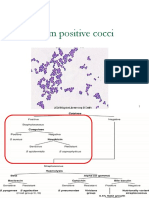 Gram Positive Cocci Staphylococci