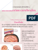 Anatomia Macroscópica Del Encéfalo y Hemisferios Cerebrales