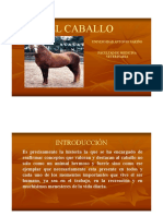 Caballos 1