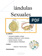 Glándulas Sexuales