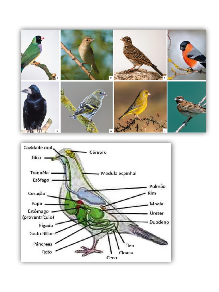 Aves | PDF