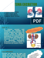 Sistema Excretor