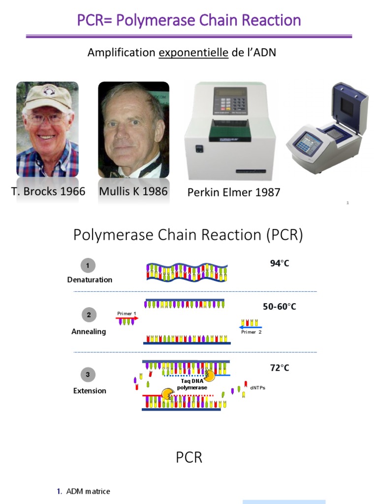 PCR Polymerase Chain Reaction: Amplification Exponentielle de l'ADN | PDF
