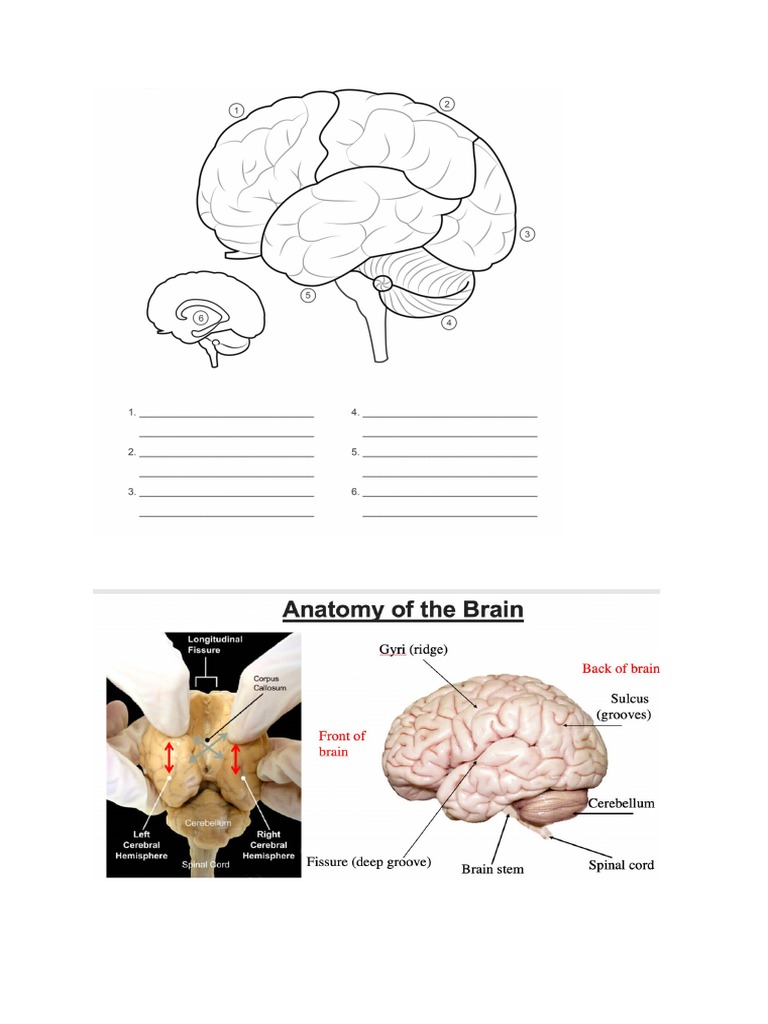 Brain Anatomy | PDF