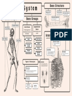 Concept Map of The Skeletal System