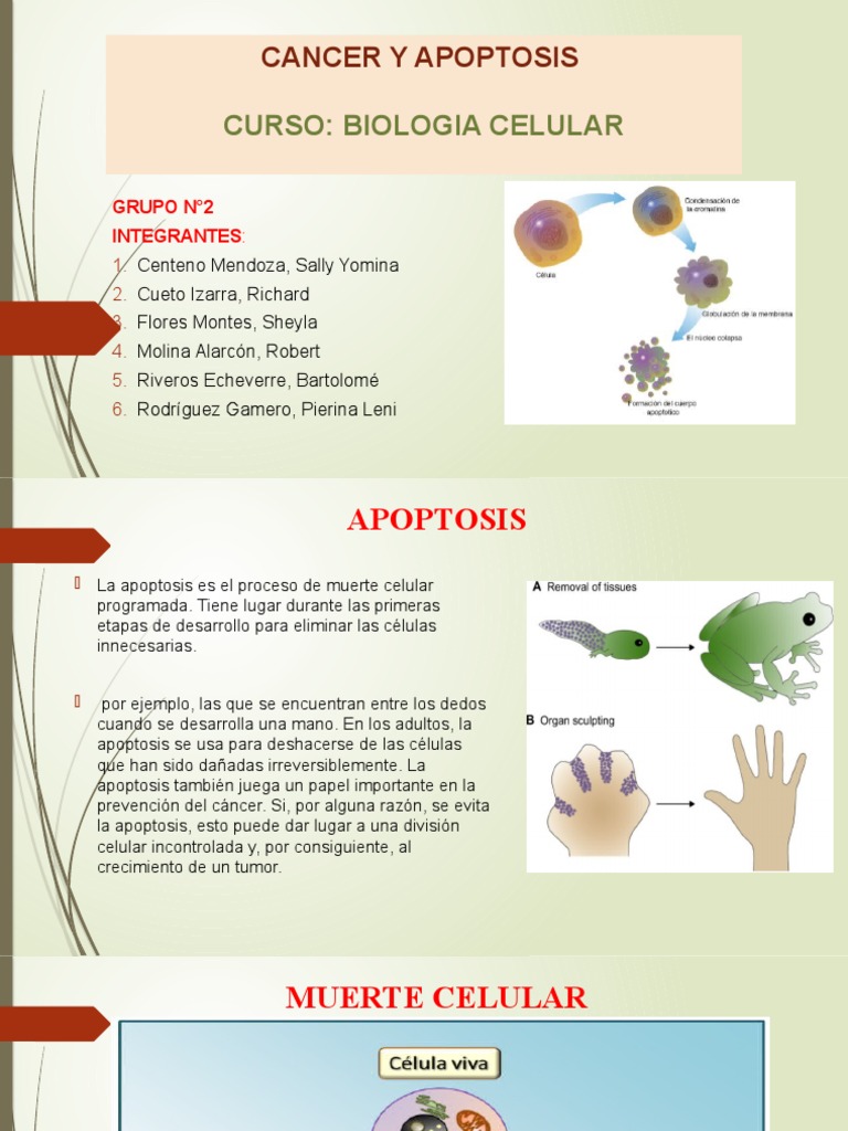 Apoptosis y Cancer -2 | PDF
