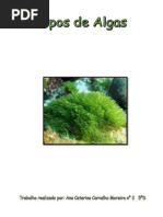 Tipos de Algas- Portugues