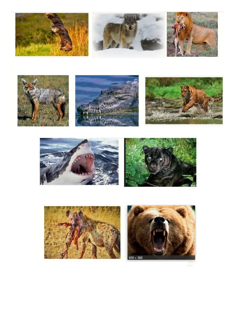 10 Animales Carnivoros | PDF
