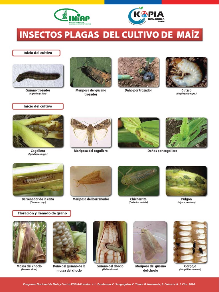 Control Biológico de Plagas en Maíz | PDF