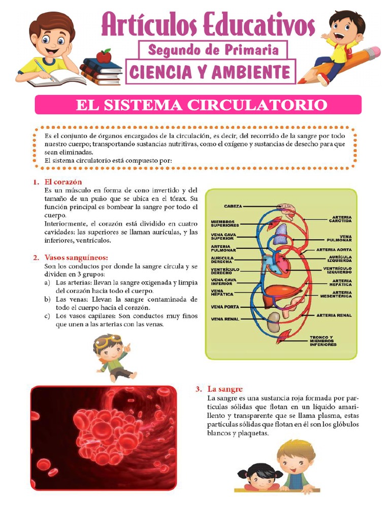 El Sistema Circulatorio para Segundo de Primaria | PDF