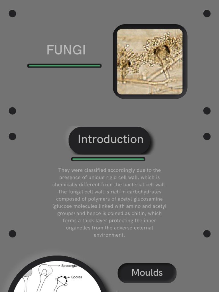 Microbiology and Parasitology FUNGI | PDF | Fungus | Candidiasis