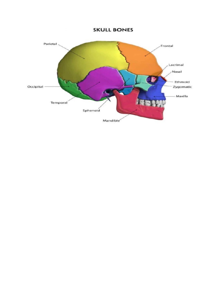 Cranium PDF