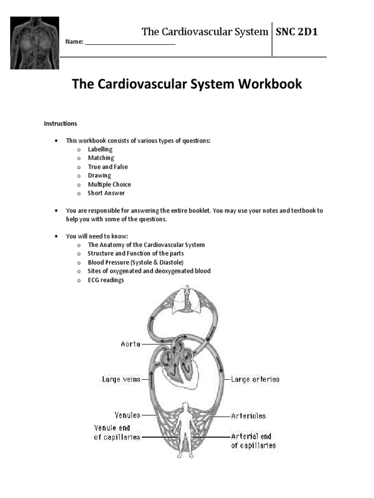 CARDIOVASCULAR SYSTEM NOTES PART 1 ANSWER KEY visual data 8