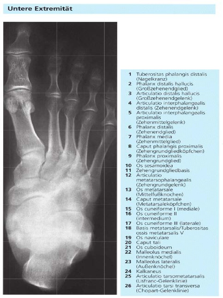 Fuß Anatomie !!! | PDF