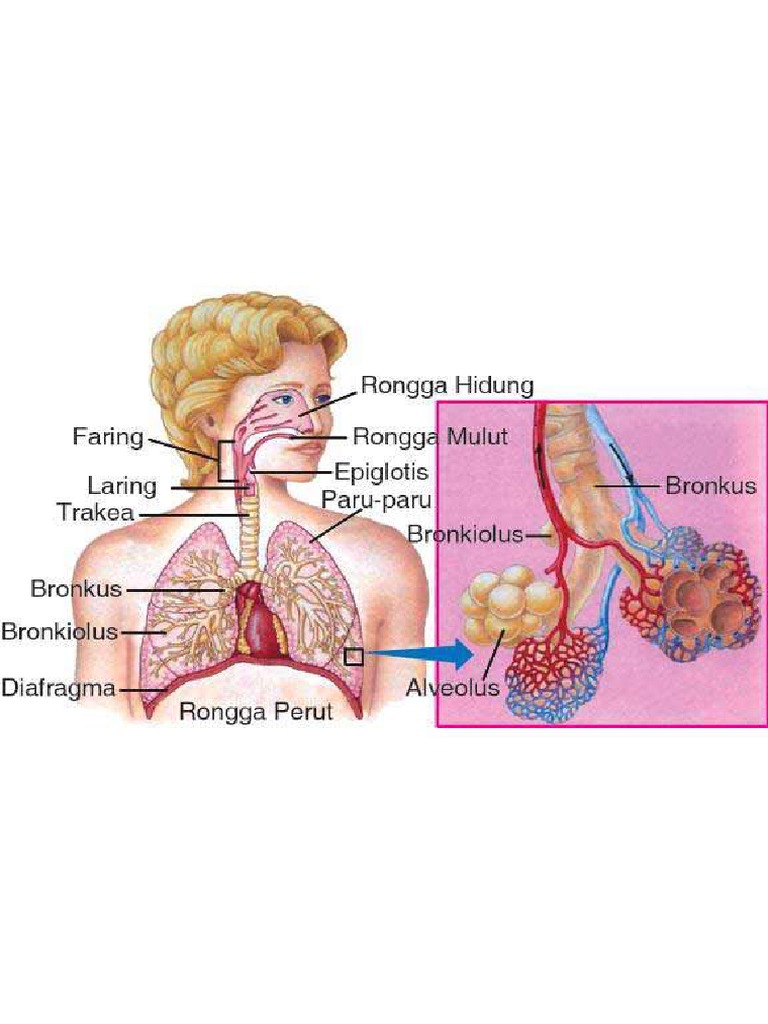 anatomi respirasi manusia | PDF