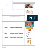 Terminologia Anatomica Segundo Año 2017 Con Imagenes