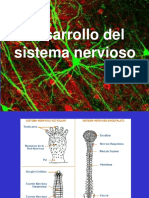 Derivados Ectodermicos Sistema Nervioso