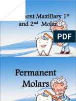 (Oral Ana) Max 1st and 2nd Molars