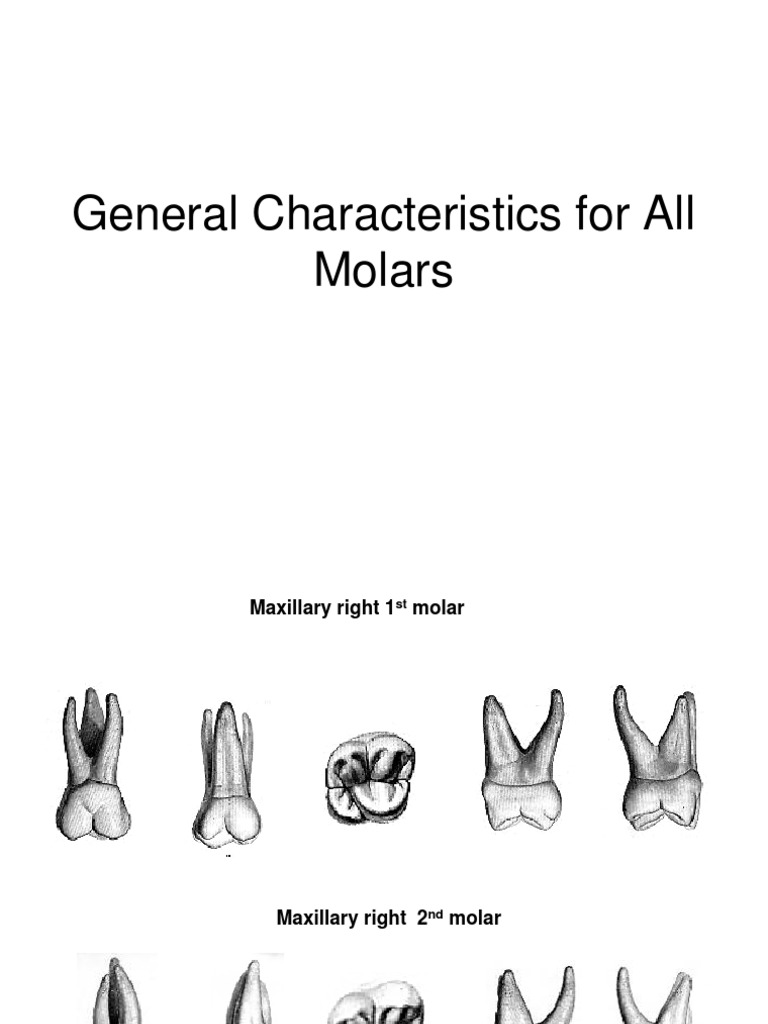 Molar Anatomy and Distinctions Guide | PDF | Dentistry Branches ...
