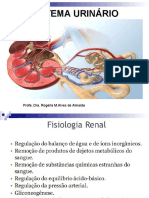 Anatomia Urinario Teams