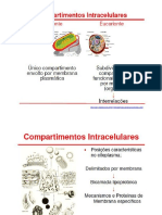 Compartimentos Intracelulares