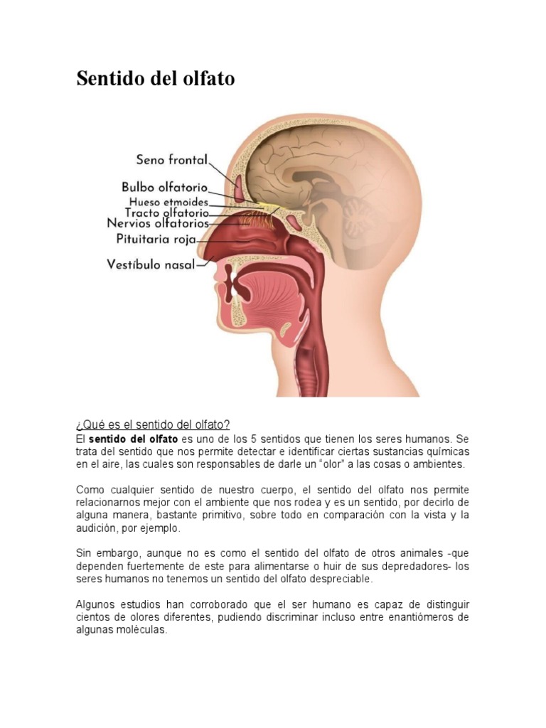 Función y partes del sentido del olfato | PDF