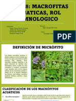 Tema8 MacrofitasAcuaticas