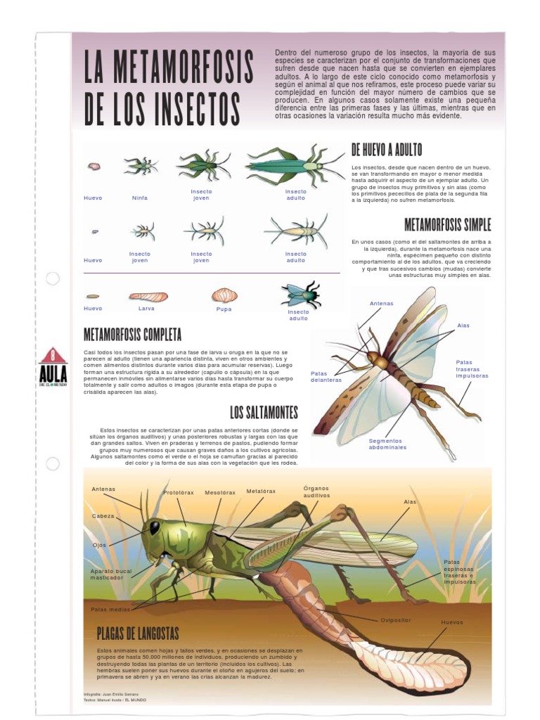 La Metamorfosis de Los Insectos | PDF | Crisálida | Insectos
