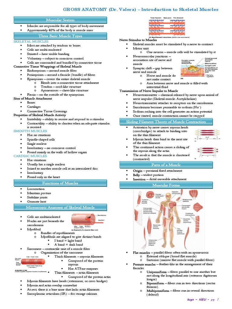 3 Intro To Skeletal Muscles | PDF | Skeletal Muscle | Muscle Contraction