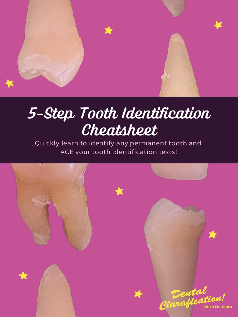 5 Step Tooth Identification Cheatsheet Dental Clarafication | PDF