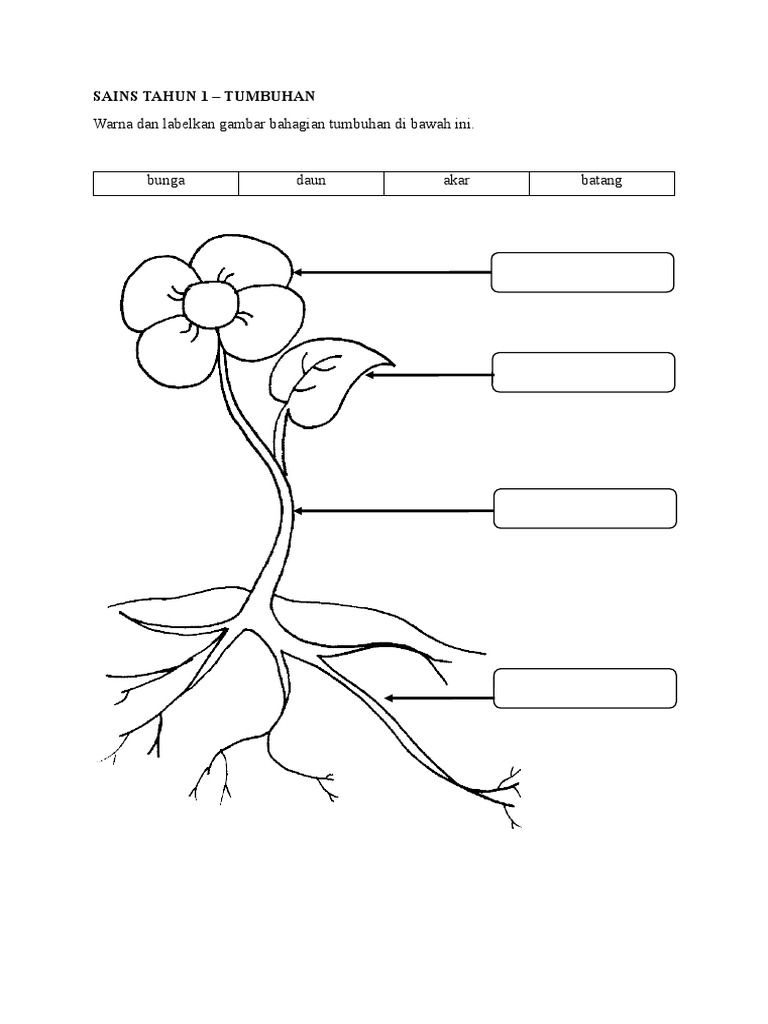 Label bahagian tumbuhan sains tahun 1 | PDF