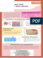 Histología Del Olfato-Infografía