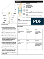 Skeletal System - KO