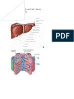 Anatomia e Histologia Fígado