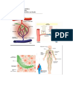 Anatofisiologia Do Sistema Linfático