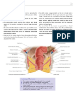 Rectal Carcinoma