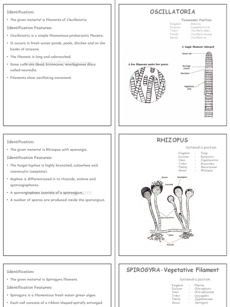 Botany Practical Record Book (1) - Unlocked | PDF