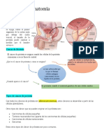 Definición y Anatomía