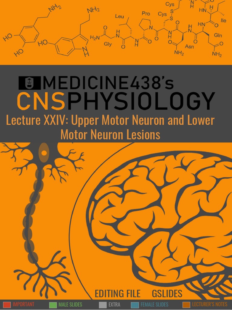 24th Lecture_ Upper Motor Neuron and Lower Motor Neuron Lesions CNS Physiology PDF