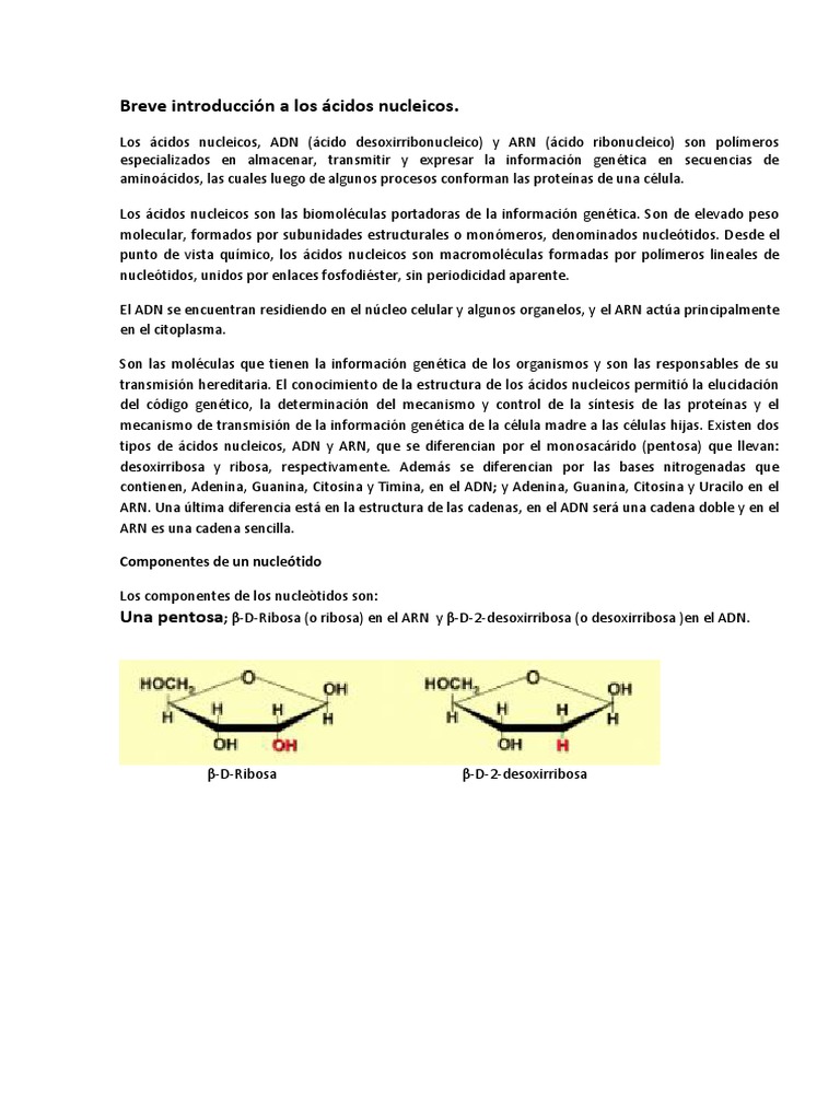 Introducción a Ácidos Nucleicos | PDF | Ácidos nucleicos | Rna