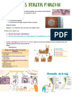 Patología Tercer Parcial