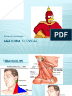 Anatomia Cervical