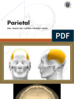6 Parietal
