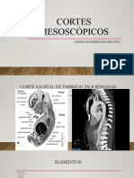 Clases Embriologia Cortes Mesoscopicos